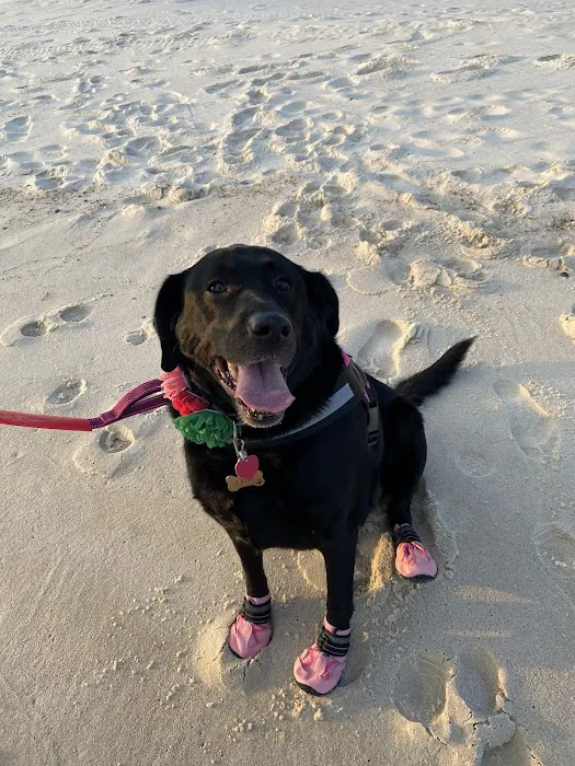 PetSmart Veterinary Services - Fayetteville Picture 4