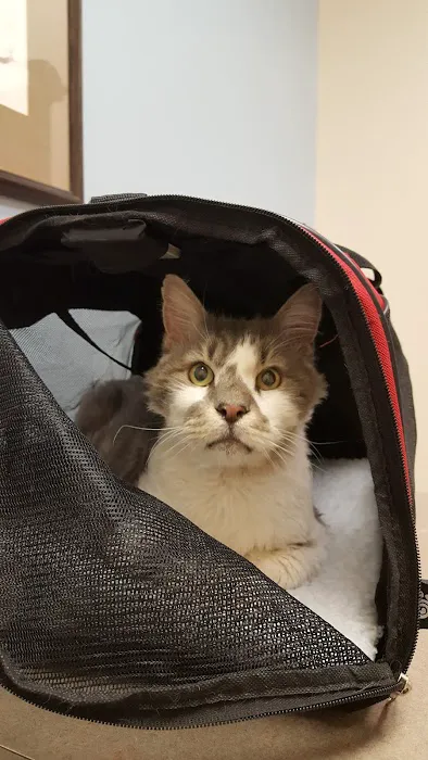 All Cats Clinic Picture 1