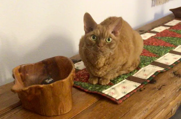 All Cats Clinic Picture 4