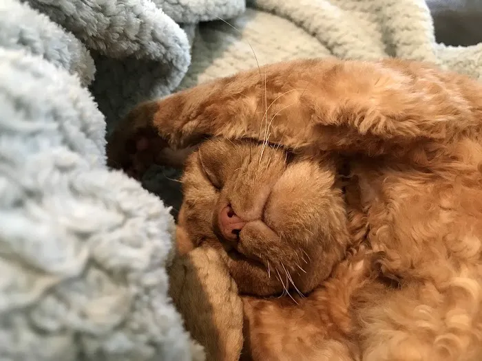 All Cats Clinic Picture 3