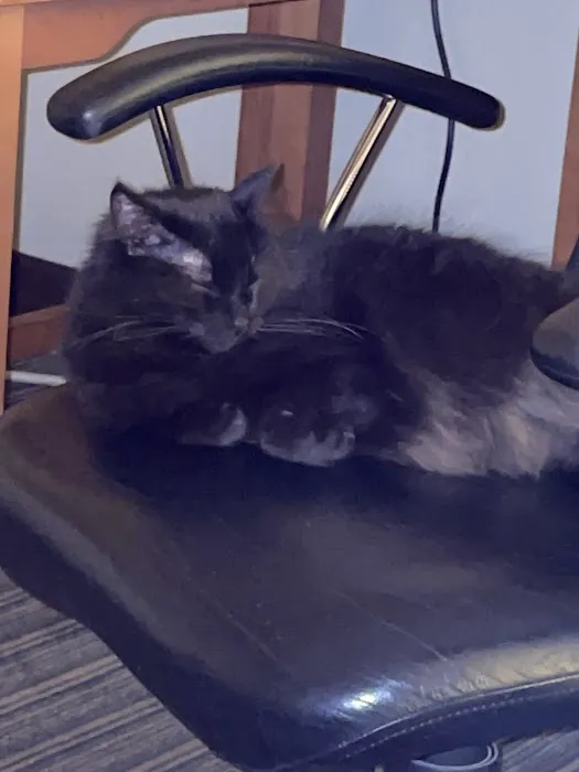 All Cats Clinic Picture 6