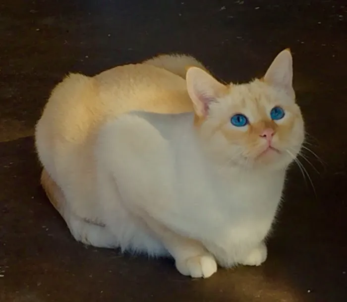 All Cats Clinic Picture 5