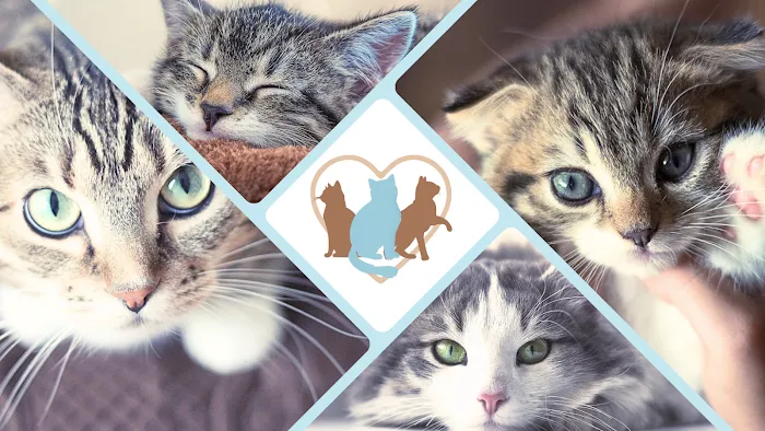 All Cats Clinic Picture 10