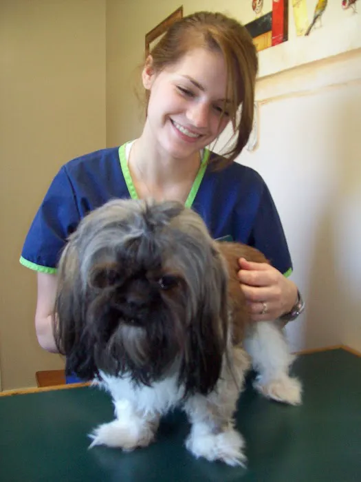 Cornerstone Animal Hospital Picture 4