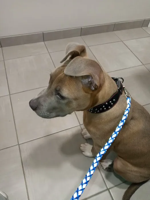 Cornerstone Animal Hospital Picture 3