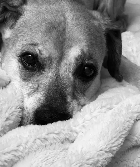 Town & Country Animal Hospital Picture 1