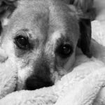 Town & Country Animal Hospital