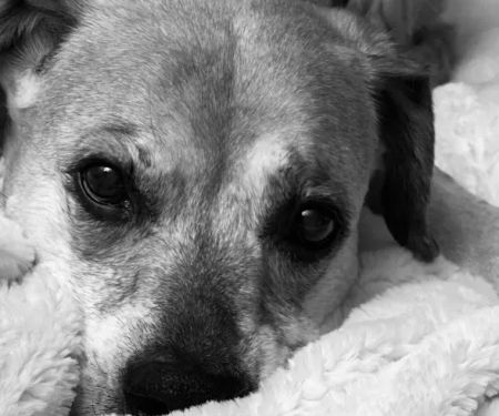 Town & Country Animal Hospital