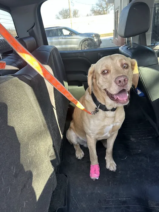 Town & Country Animal Hospital Picture 3