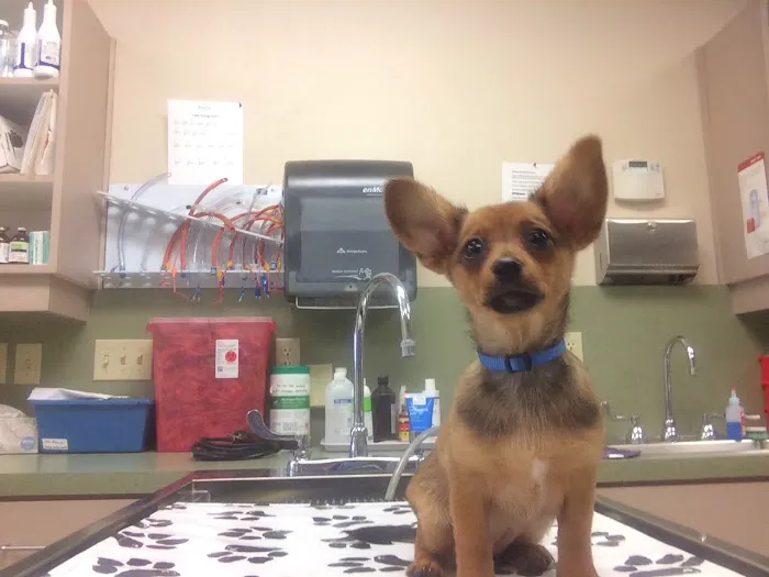 Town & Country Animal Hospital Picture 8