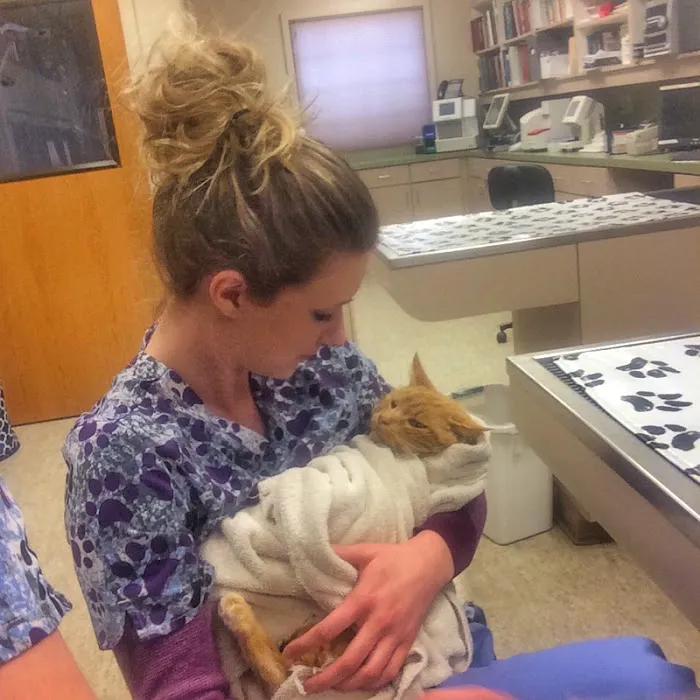 Town & Country Animal Hospital Picture 10