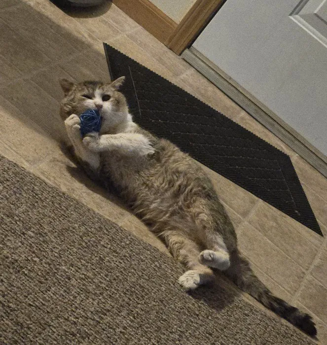 Town & Country Animal Hospital: Mary Sue Painter, DVM Picture 1