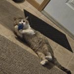 Town & Country Animal Hospital: Mary Sue Painter, DVM