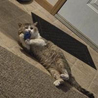 Town & Country Animal Hospital: Mary Sue Painter, DVM ico