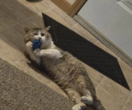 Town & Country Animal Hospital: Mary Sue Painter, DVM