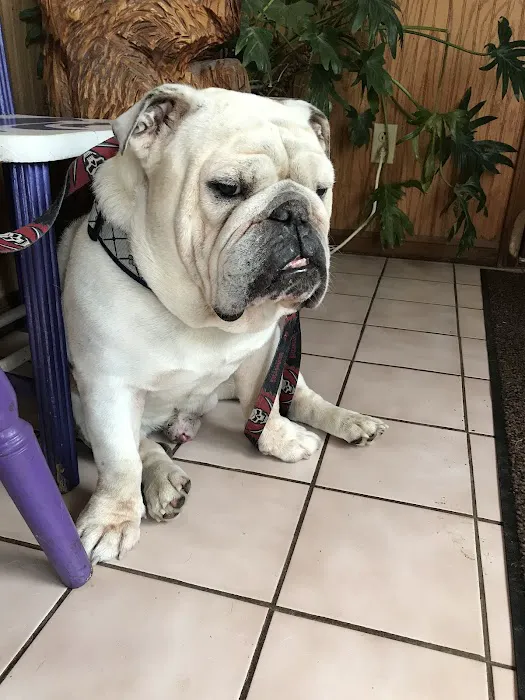 Mesa Animal Clinic Picture 2