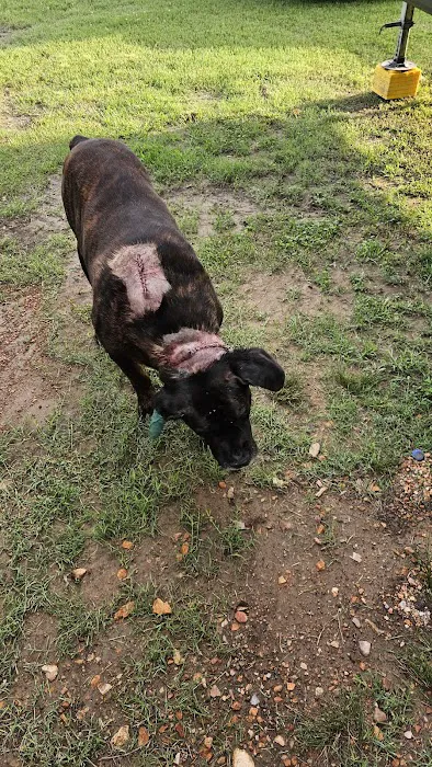 Mesa Animal Clinic Picture 3