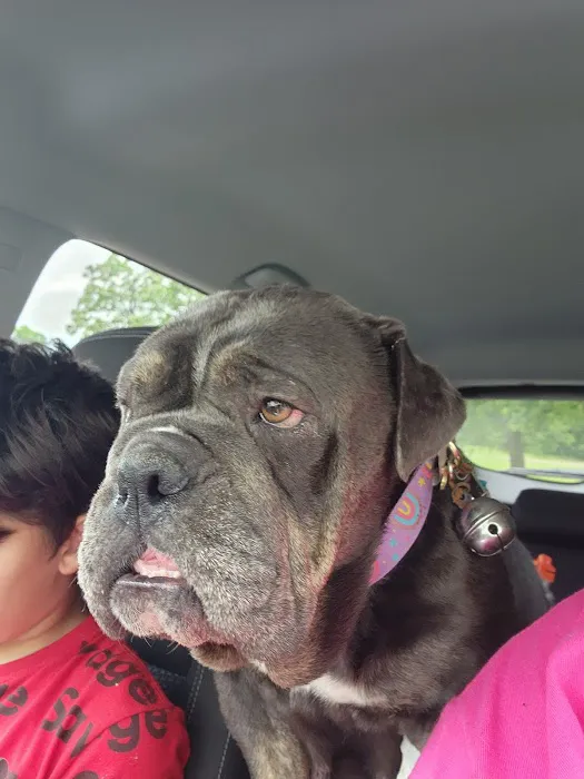 Mesa Animal Clinic Picture 6