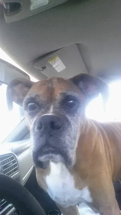 Mesa Animal Clinic Picture 9