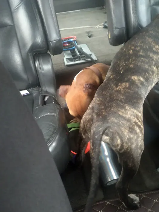 Mesa Animal Clinic Picture 10