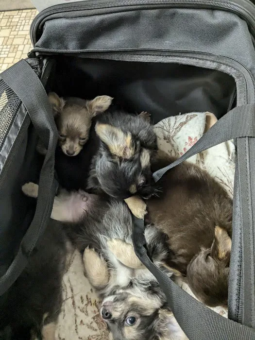 Girard Animal Hospital Picture 4