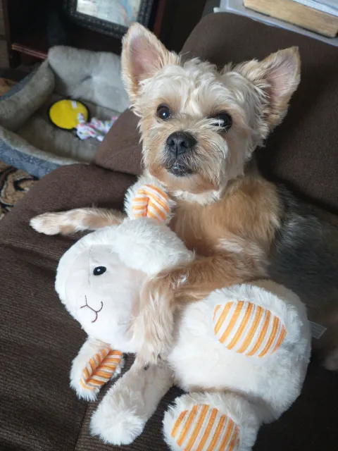 Girard Animal Hospital Picture 5