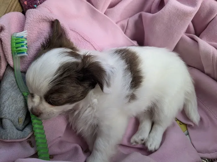 Girard Animal Hospital Picture 6