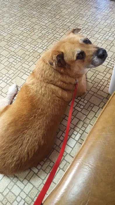 Girard Animal Hospital Picture 9