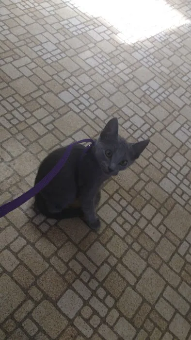 Girard Animal Hospital Picture 8