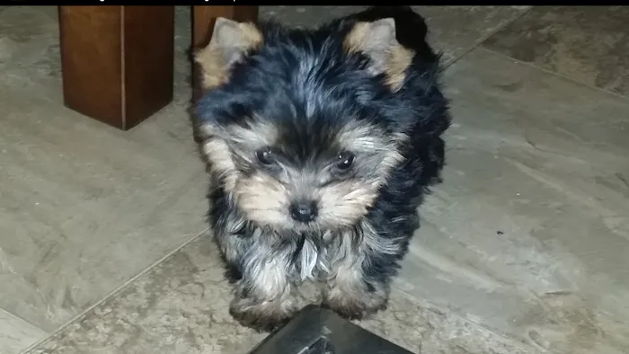 Girard Animal Hospital Picture 10