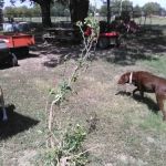 Dewey Veterinary Clinic