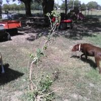 Dewey Veterinary Clinic ico