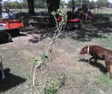 Dewey Veterinary Clinic