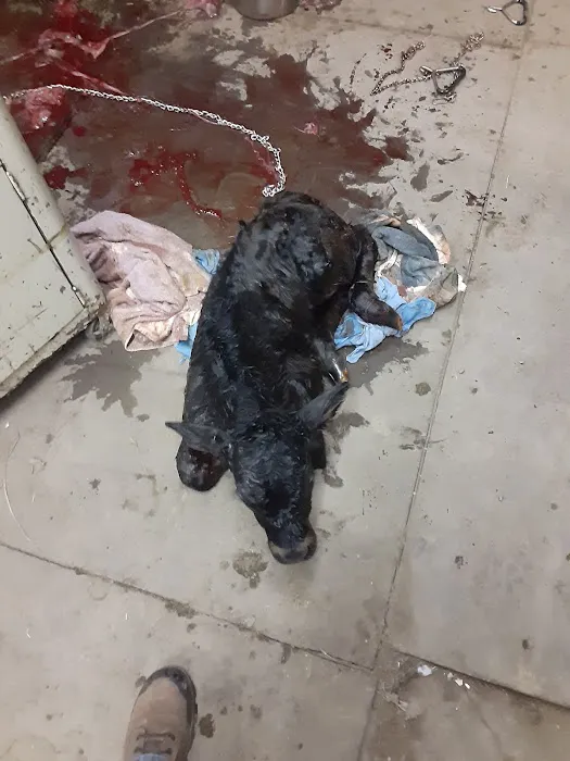 Stites Charles DVM Picture 1