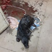 Stites Charles DVM ico