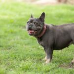 Arrowhead Veterinary Clinic