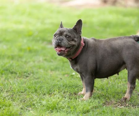 Arrowhead Veterinary Clinic