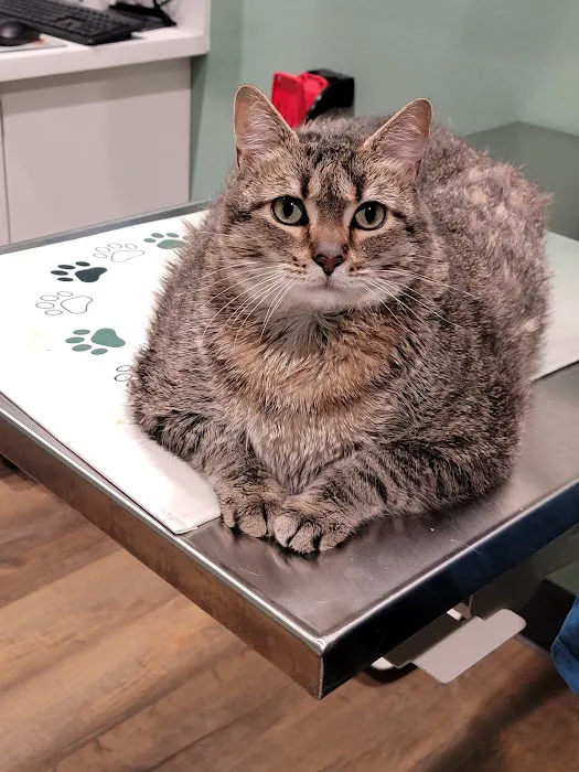 Arrowhead Veterinary Clinic Picture 3