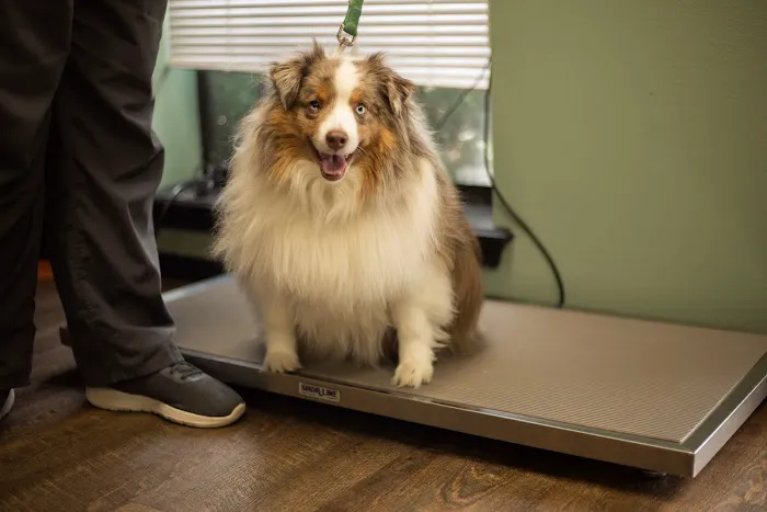 Arrowhead Veterinary Clinic Picture 7