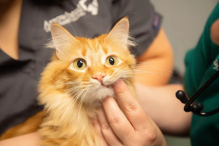 Arrowhead Veterinary Clinic Picture 5