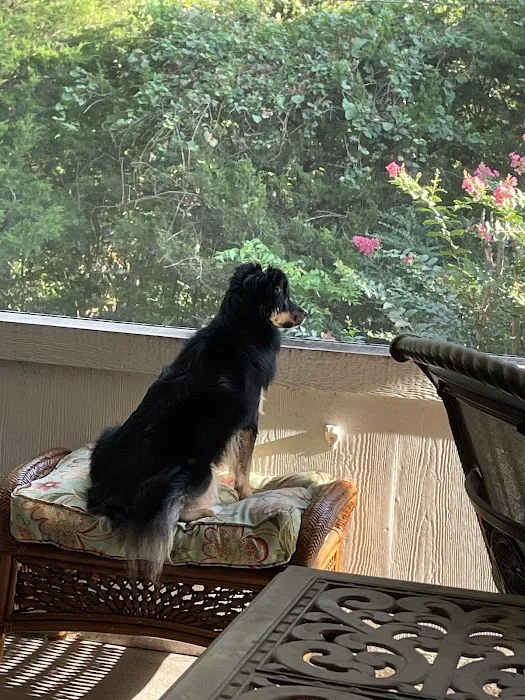 Bartlesville Animal Hospital & Boarding Kennel Picture 2