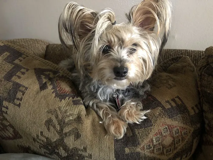 Bartlesville Animal Hospital & Boarding Kennel Picture 1