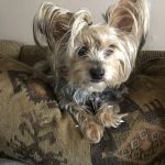 Bartlesville Animal Hospital & Boarding Kennel