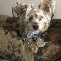 Bartlesville Animal Hospital & Boarding Kennel ico