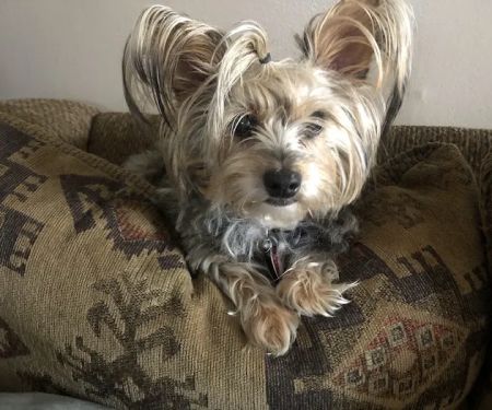 Bartlesville Animal Hospital & Boarding Kennel