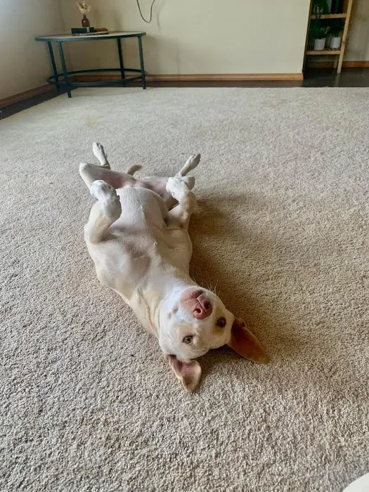 Bartlesville Animal Hospital & Boarding Kennel Picture 7