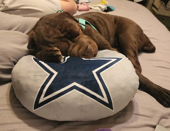 Bartlesville Animal Hospital & Boarding Kennel Picture 5