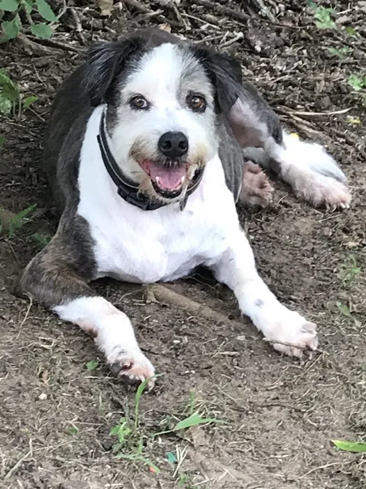Bartlesville Animal Hospital & Boarding Kennel Picture 3