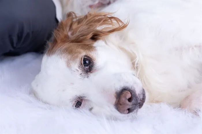 Bartlesville Animal Hospital & Boarding Kennel Picture 4