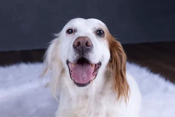 Bartlesville Animal Hospital & Boarding Kennel Picture 6